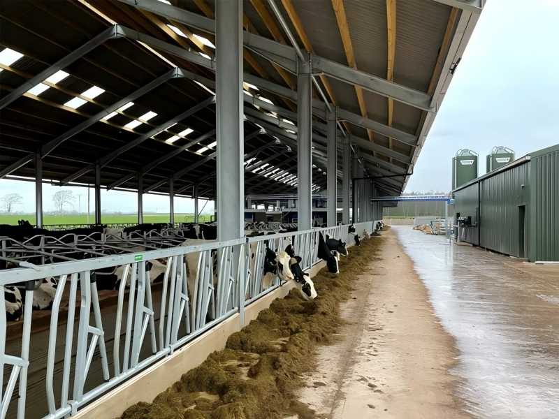 Galvanized Steel Cowshed In Australia